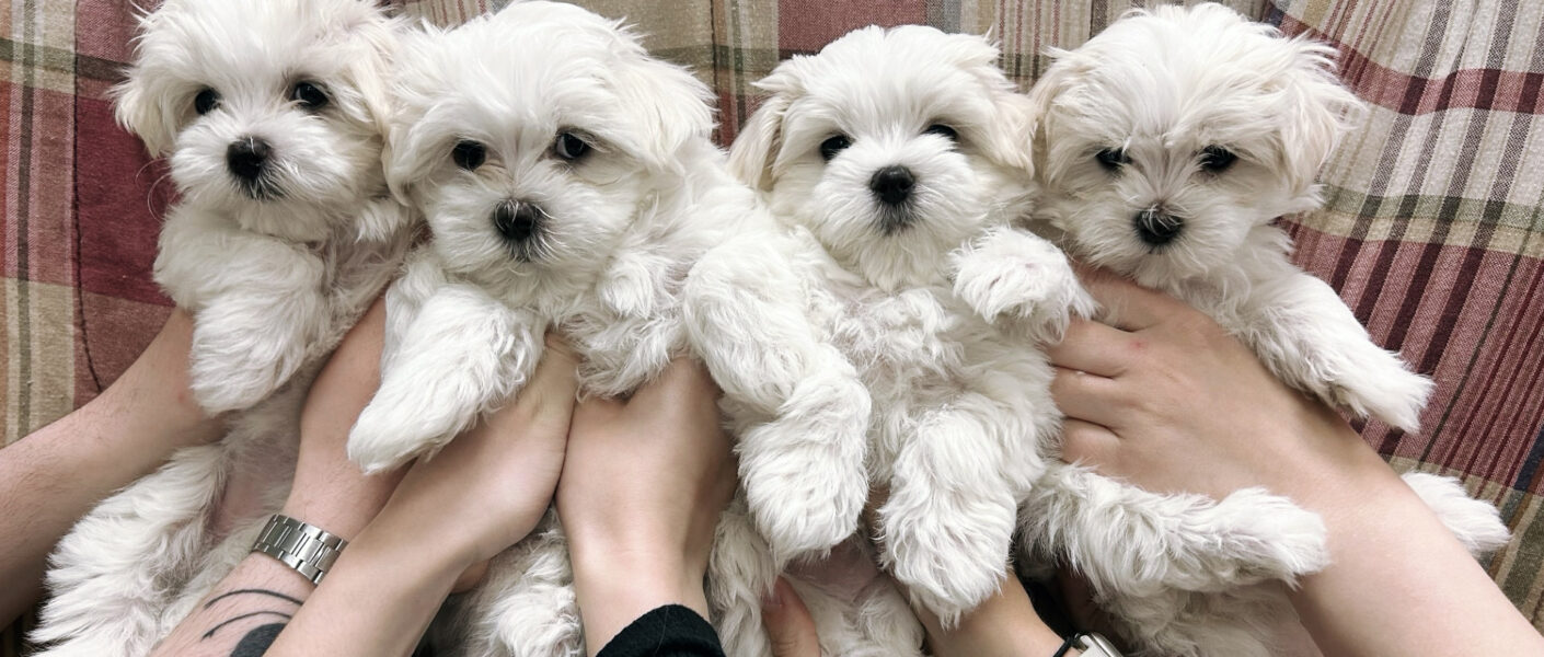 4 puppies